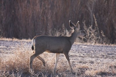 Mule deer