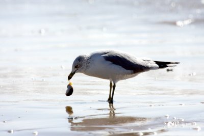 Herring gull