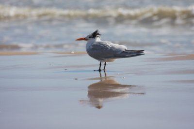 Royal tern