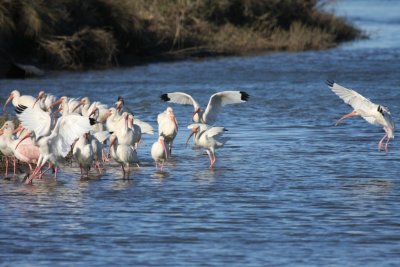 Roseate spoonbills and White ibises