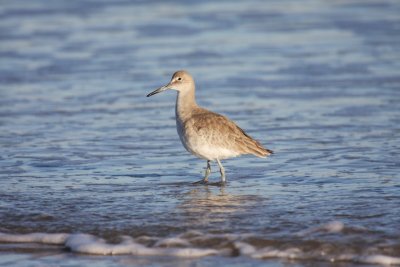 Willet