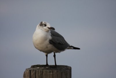 Laughing gull