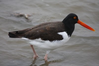 American oystercatcher