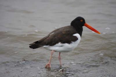 American oystercatcher