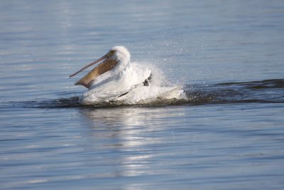 American white pelican