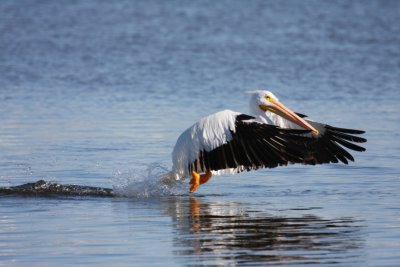 American white pelican