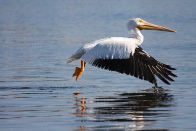 American white pelican