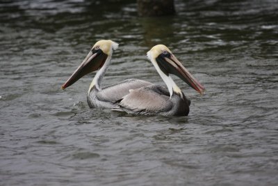 Brown pelicans