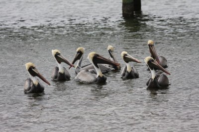 Brown pelicans