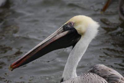 Brown pelican