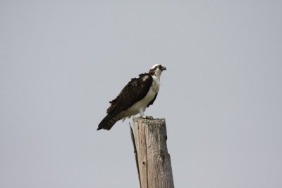 Osprey