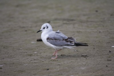 Bonaparte's gull