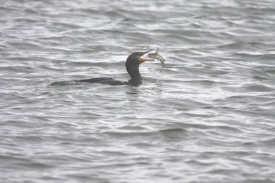 Neotropic cormorant