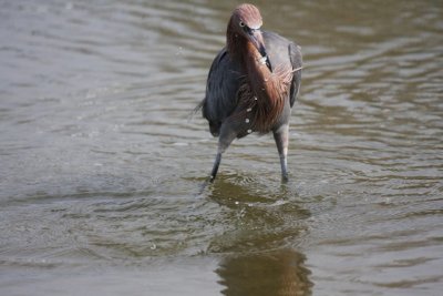 Reddish egret