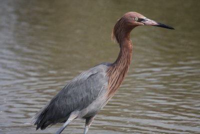 Reddish egret