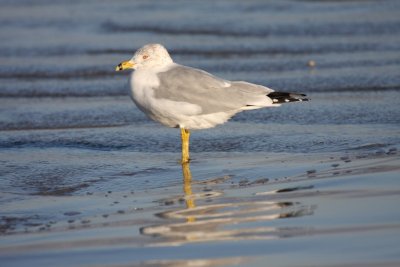 Ring-billed gull