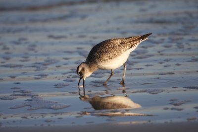 Black-bellied plover