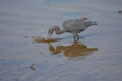 Little blue heron