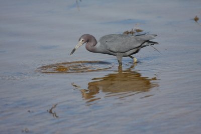 Little blue heron