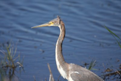 Tricolored heron