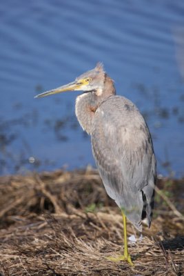 Tricolored heron