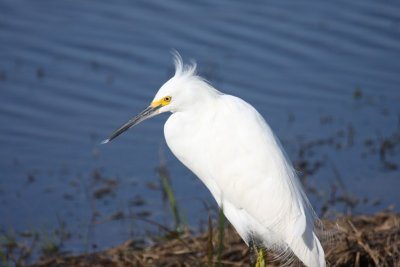 Snowy egret