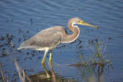 Tricolored heron