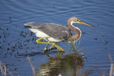 Tricolored heron