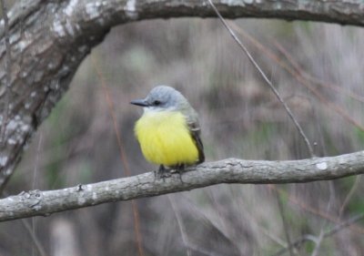 Couch's kingbird