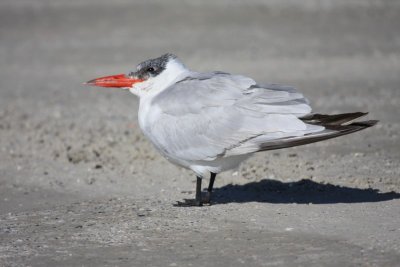 Caspian Tern