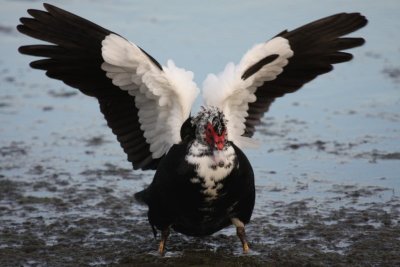 Muscovy duck