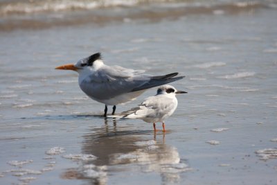 Royal tern and Forster's tern