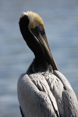 Brown pelican