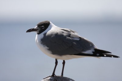 Laughing gull