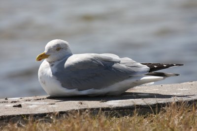 Herring gull