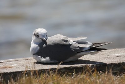 Bonaparte's gull