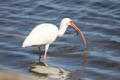 White ibis with crab