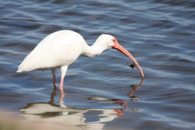 White ibis with crab