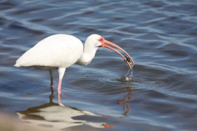 White ibis with crab