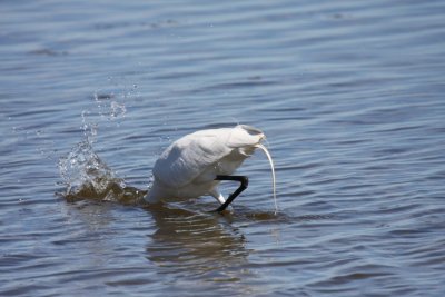 Great egret
