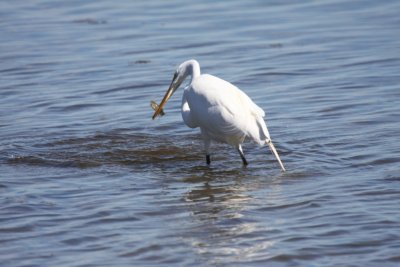 Great egret