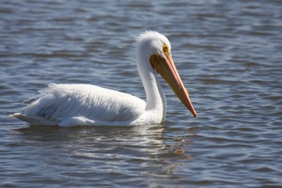 American white pelican