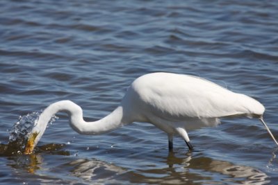 Great egret