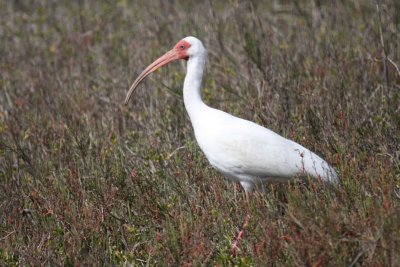 White ibis