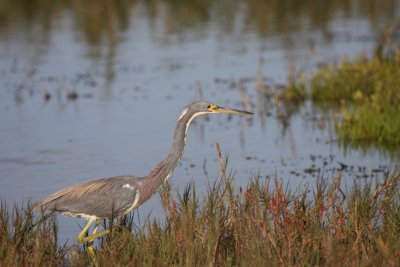 Tricolored heron