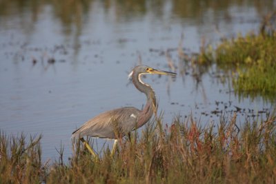 Tricolored heron