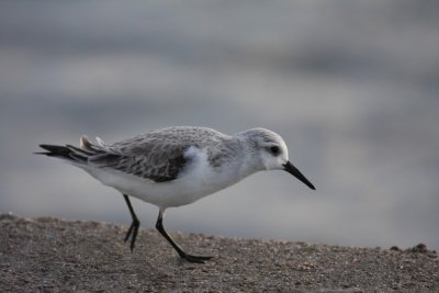 Sanderling