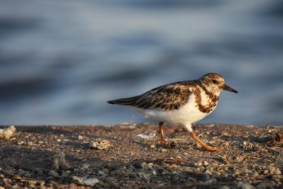 Ruddy turnstone