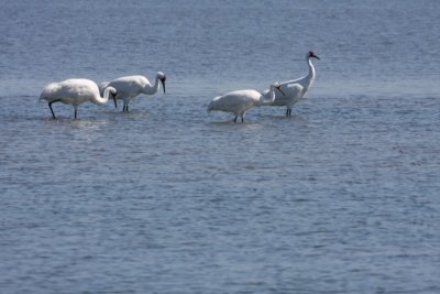 Whooping crane