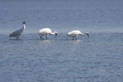 Whooping crane